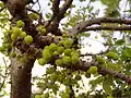 Fruits verts sur la tige, dans le district de Salem (Inde).