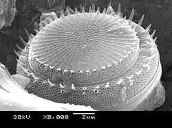 Stephanodiscus hantzschii(« diatomée gâteau »)en microscopie électronique.