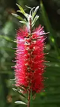 Inflorescences érigées.