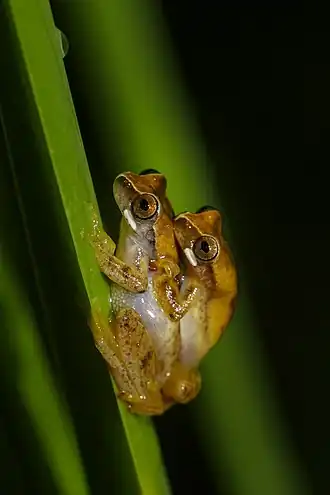 Description de l'image Área de Proteção Ambiental Quilombos do Médio Ribeira Thomas-Fuhrmann (02).jpg.