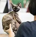 Devon rex écaille-de-tortue.