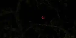 Éclipse totale de superlune du 28 septembre 2015 aux environs de 4&nbsp;h&nbsp;47&nbsp;UTC+2 vu depuis l'Allier.
