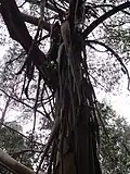 Écorce en Ruban d Eucalyptus glaucescens, jardin jungle