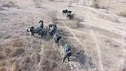 Éléphants de savane africaine