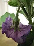 Épines sur fleur d'aubergine plante à œufs.