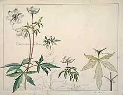 Étude d'anémone des bois, début du XXe siècle, Henri Bergé, Musée de l’École de Nancy.