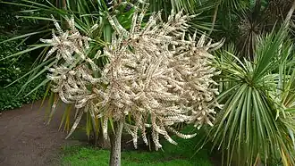 Cordyline australe, dite palmier de Torquay, ici en fleur.