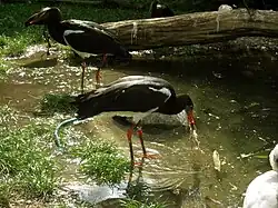 Cigogne d'Abdim