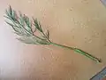 Feuille caulinaire basse.