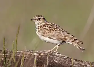 Oiseau posé sur une branche vu de côté.