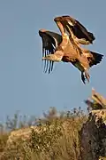 Vautour fauve prenant son envol au sein du parc