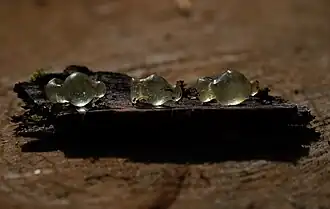 Pendentifs en forme d'amphores.