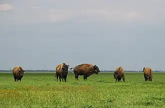 Bisons.