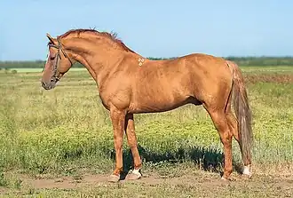 Cheval roux doré vu de profil à l'arrêt