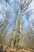 Forêt de Verkhobouj, classé