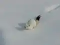 Hermine avec son pelage d'hiver