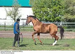 Un cheval vu de profil piaffant, avec une marque blanche sur le dos.