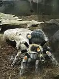 Araignée.