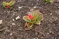 Jeune plant