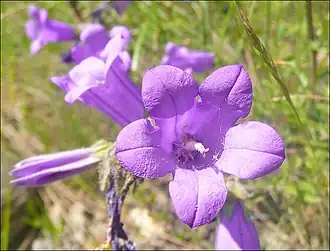 Description de l'image Колокольчик Комарова.JPG.