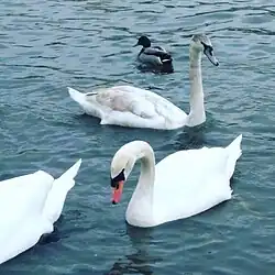 Cygnes tuberculés sur le lac d'Orongoï, Bouriatie.