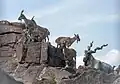 Les markhors.