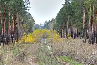 de forêts.