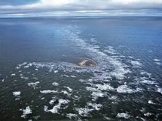 Vue aérienne de l'île de Yaya.