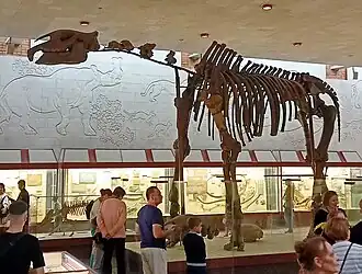 Vue latérale d'une monture squelettique d'un grand mammifère fossile à long cou exposée dans un musée.