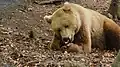 Ours dans le Parc des ourses dansants