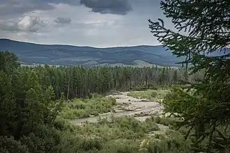 Taïga dans la kojuun du Tchedi-Khol.
