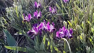 Iris pumila.