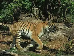 tigre.