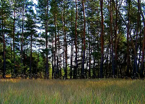 Forêt