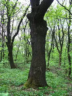 Chêne du