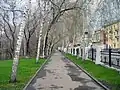 Allée de bouleaux le long du théâtre dramatique