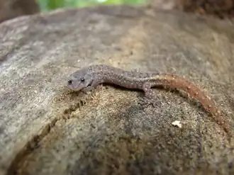 Description de l'image Сoleodactylus brachystoma.png.