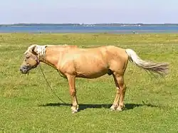 cheval.