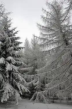 Khingan Zapovednik