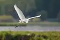 Grande aigrette en vol(Seretskyi&nbsp;(uk), raïon de Ternopil, Ukraine).