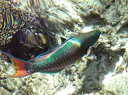 Cetoscarus bicolor