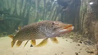 Esox lucius