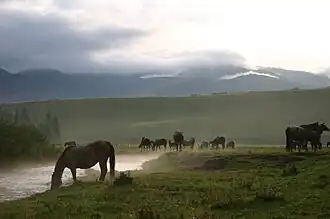 Chevaux touvains dans la kojuun d'Erzine.