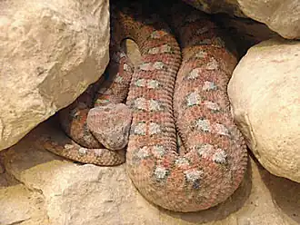 Description de l'image אפעה מגוון-2.jpg.