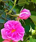 Rosa damascena du Maroc