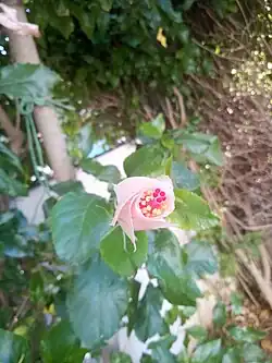 Hibiscus blanc à corolle fermée,Tunisie.