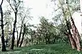 Oued Djagham