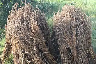 Gerbes de sésame, dressées pour être séchées.