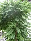 Feuillage de Phillanthus acidus.