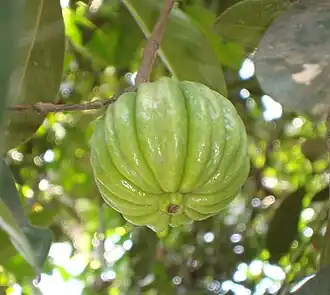 Description de l'image കുടപ്പുളി.JPG.
